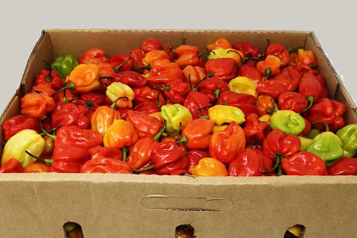 Habanero Peppers (Full Box)