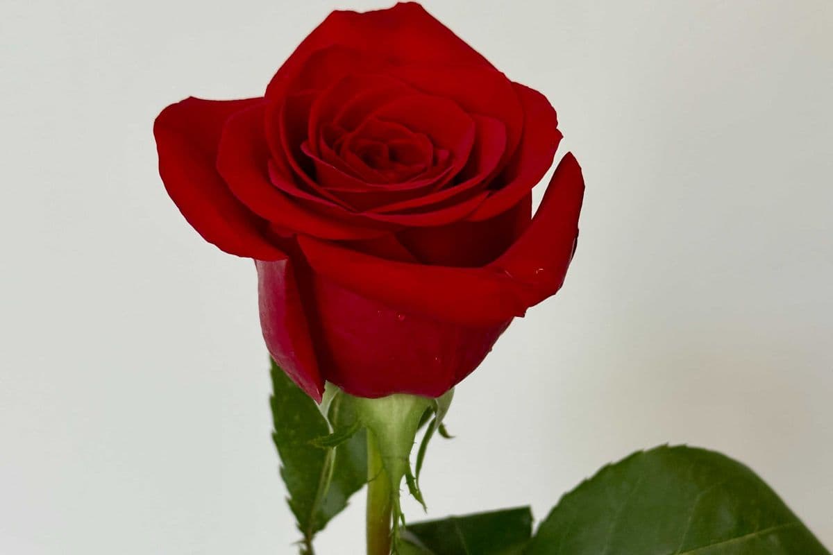 Single Red Rose