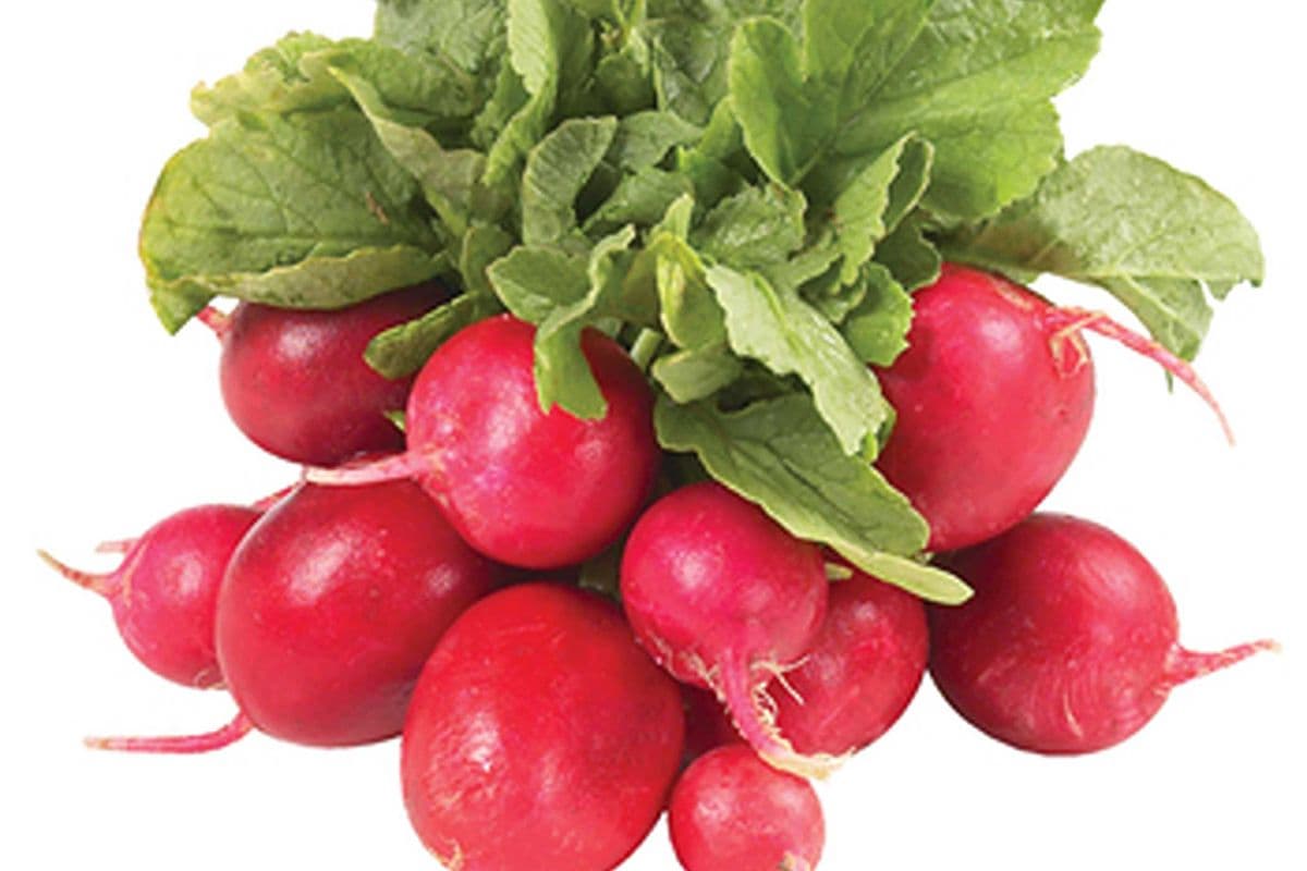 Radis en feuille / Radish with leaves