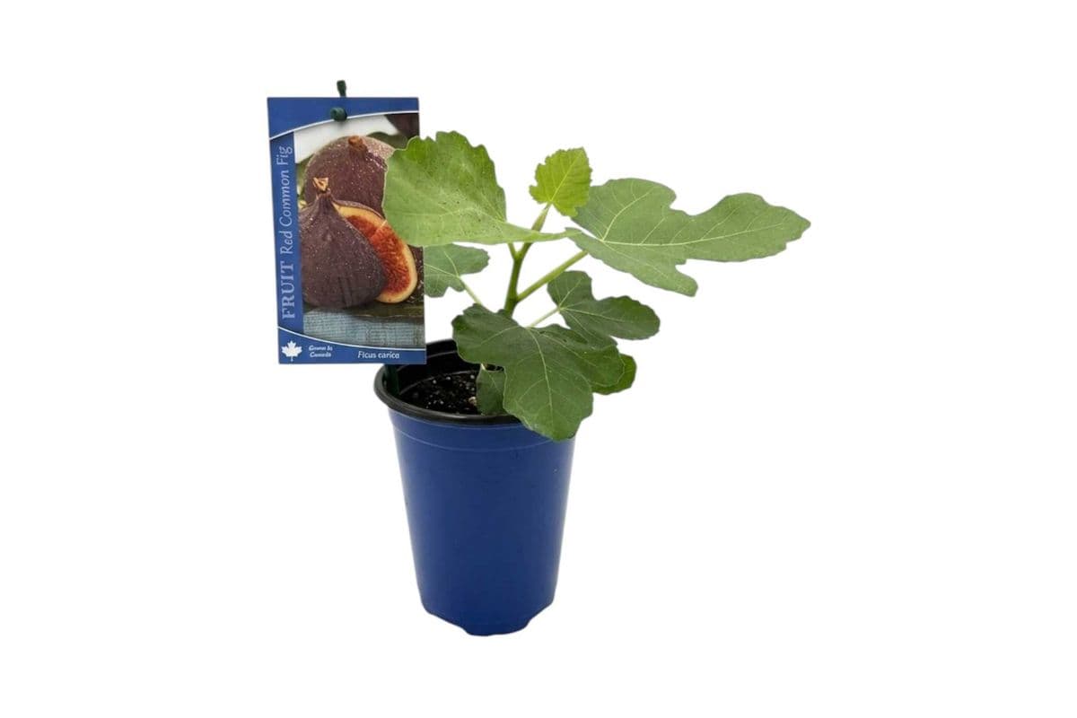 Red Fig - 4 Inch Pot