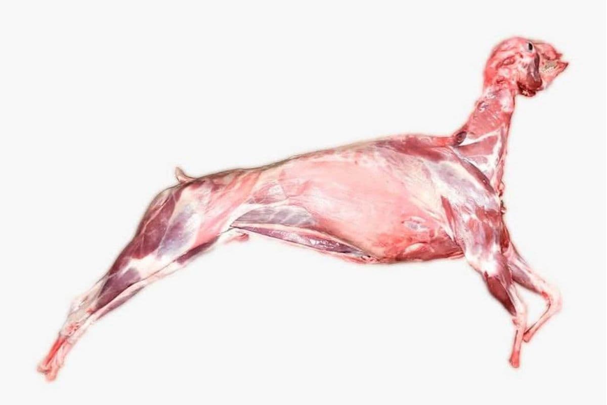 Full Goat (35-40 lbs)