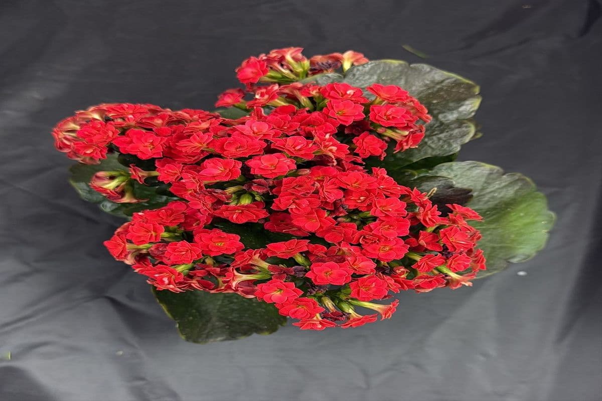 Four Inch Potted Kalanchoe