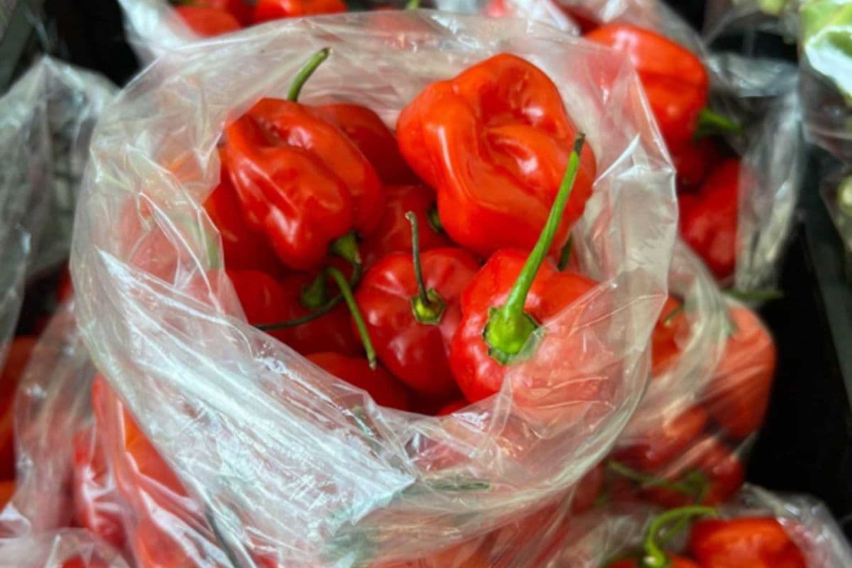 Frozen Moruga Peppers – Half Box (2.5 lb)