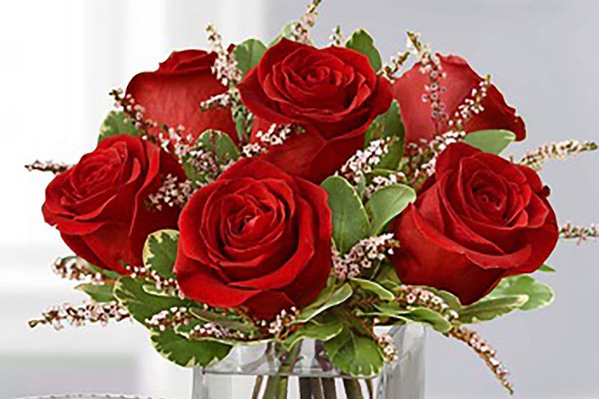 Classic - Rose Collection