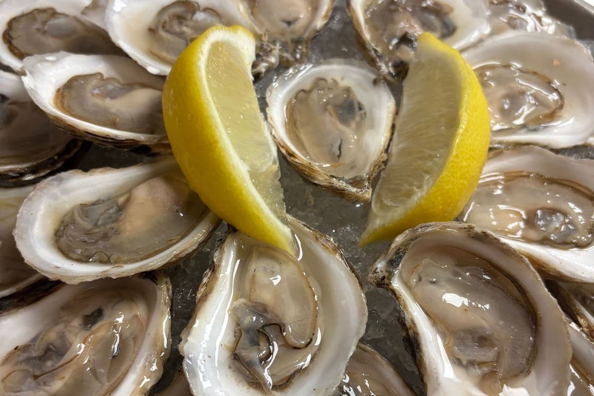 Fresh Shucked Oyster