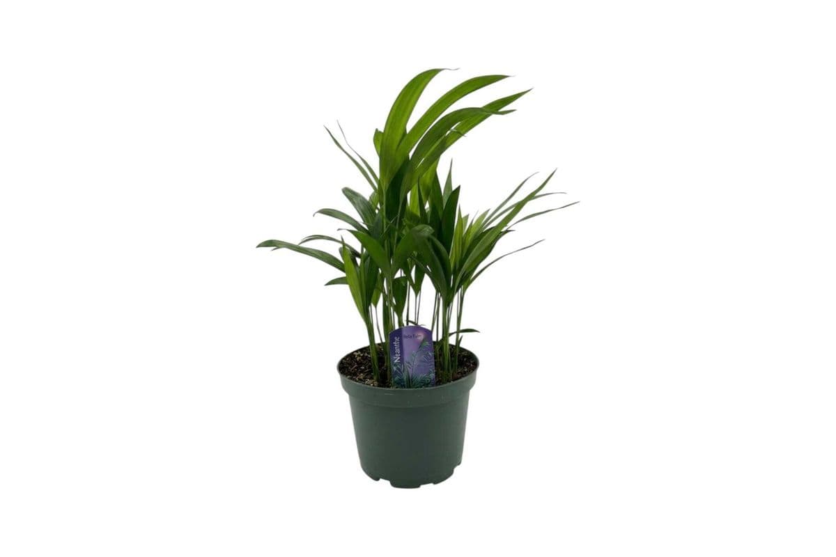 Bella Palm - 6 Inch Pot