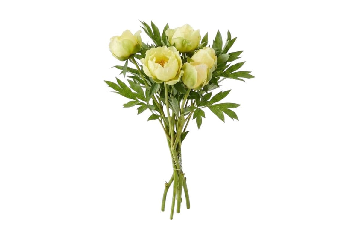 Yellow Peony - 5 Stems