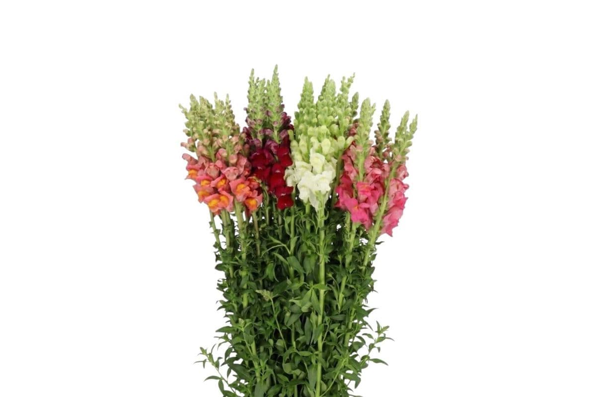 Snapdragon - 5 Stems