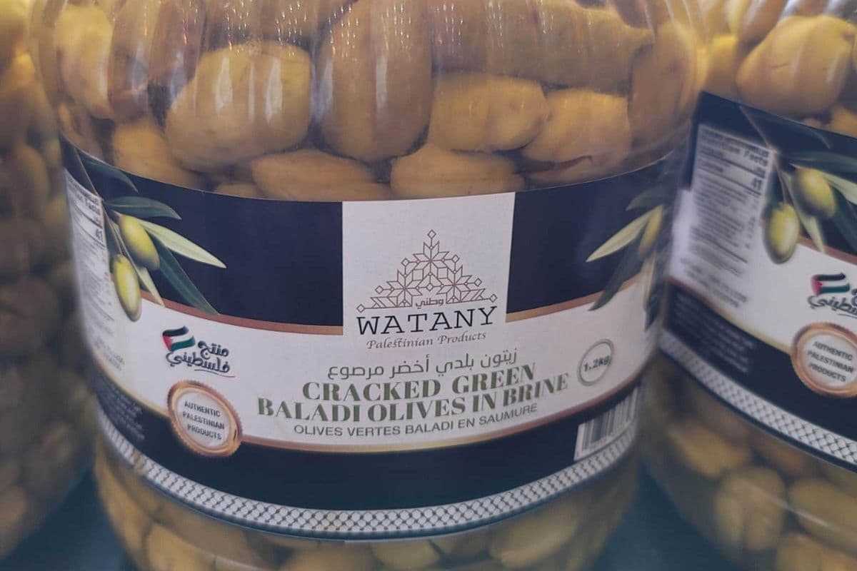 Green Baladi Olives in Brine - 2.6lb - 1.2kg