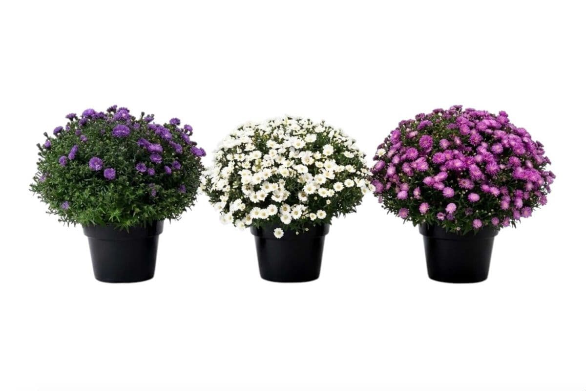 Aster - 10 Inch Pot