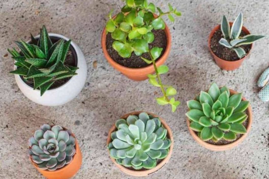 Single Succulent In Ceramic Pot