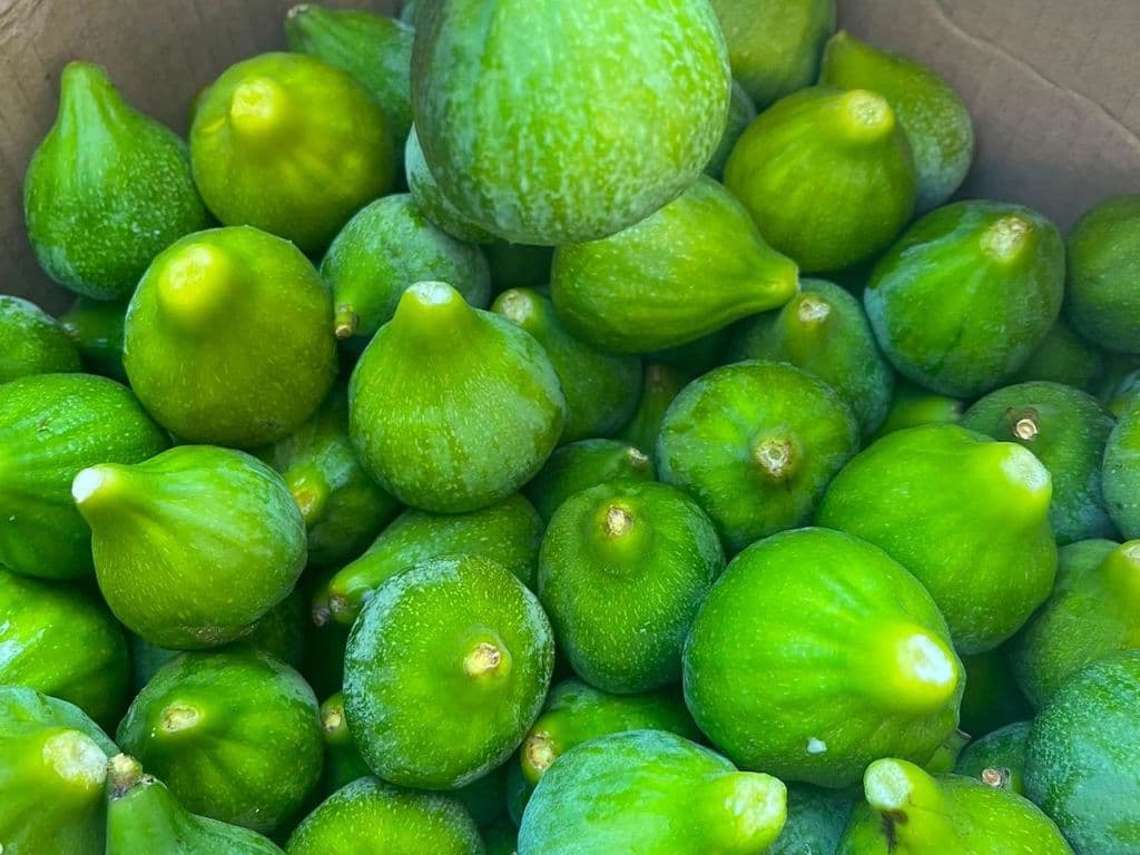 (TOP SELLER) FRESH FIGS GREEN (1LB)