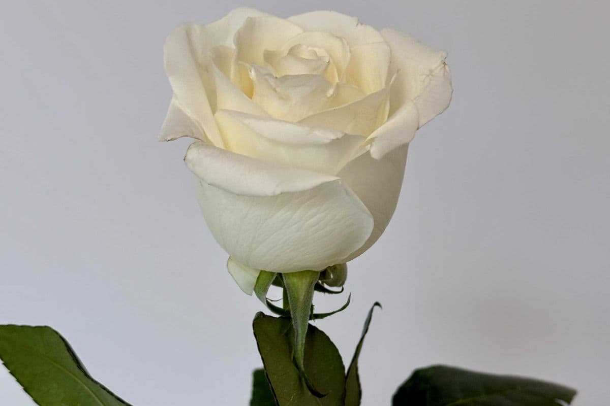 Single White Rose