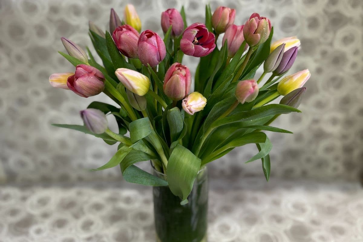 Mixed Colour Tulips Bouquet in Vase (24 pcs)