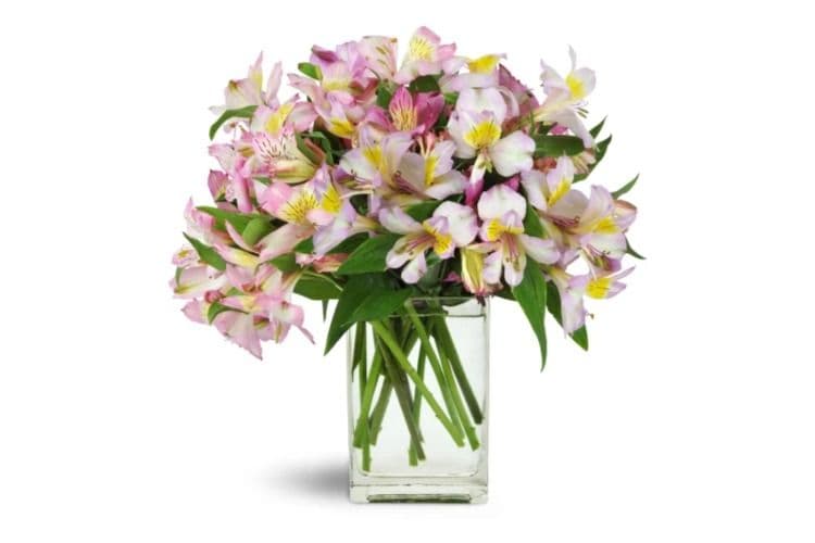 Lively Lilies Deluxe