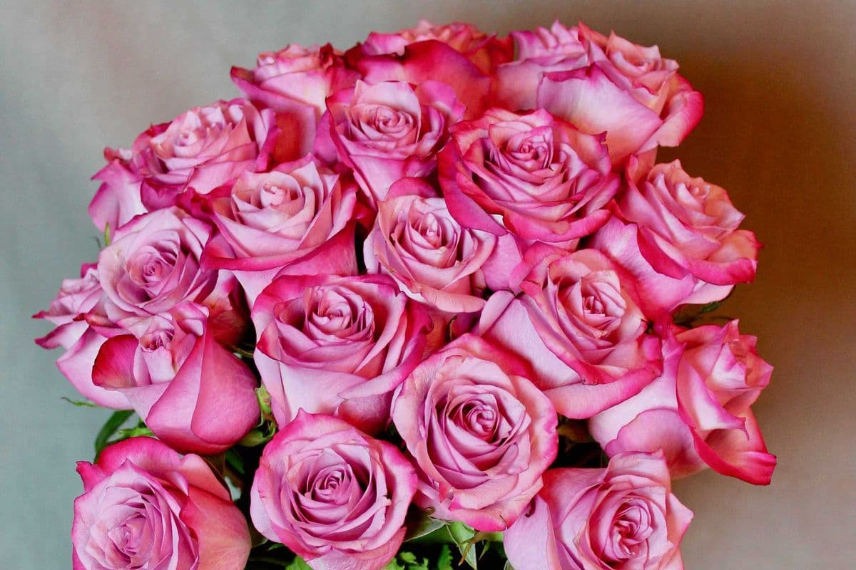 24 Purple Roses Bouquet