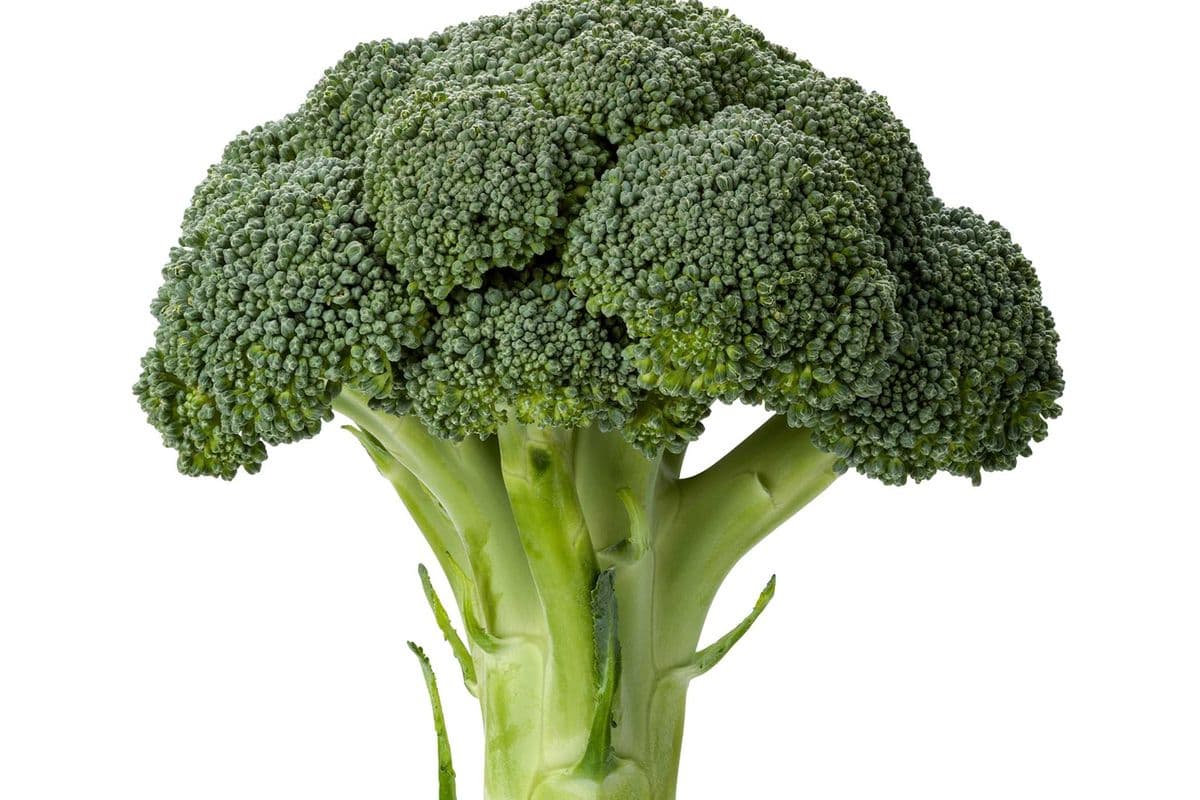 Brocoli (1) / Broccoli (1)