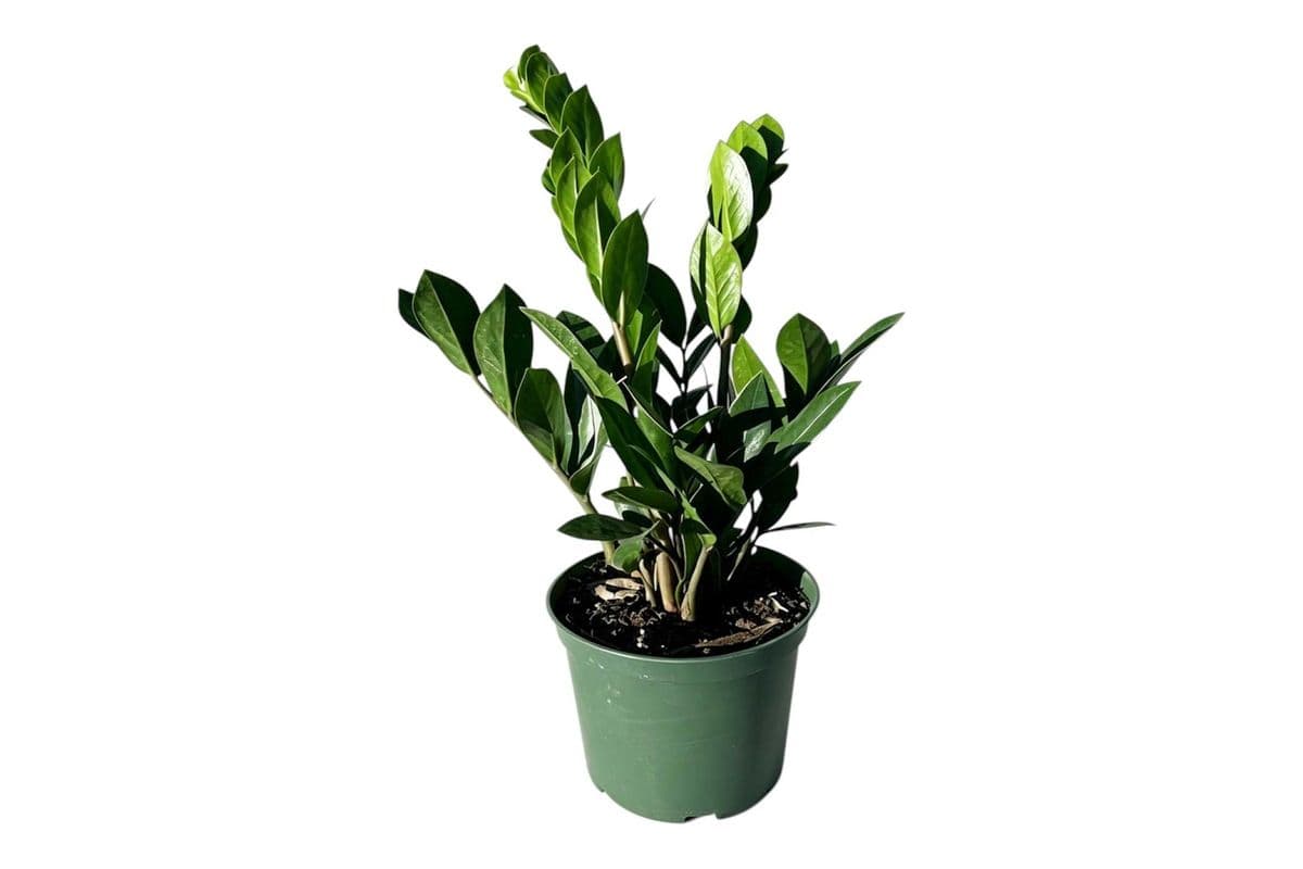 ZZ Plant - 6 Inch Pot