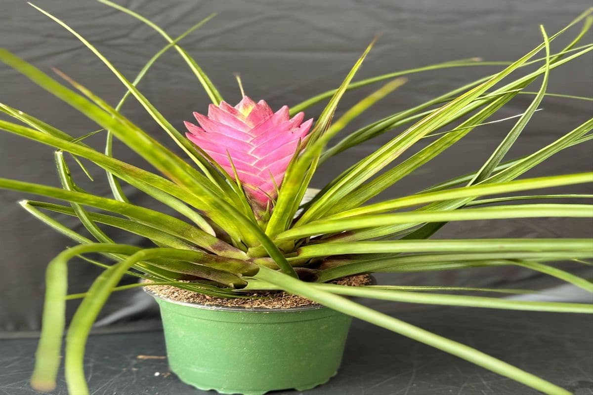 Plant Tillandsia Cyanea