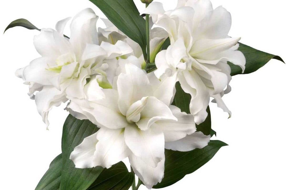 White Rose Lily - 2 Stems