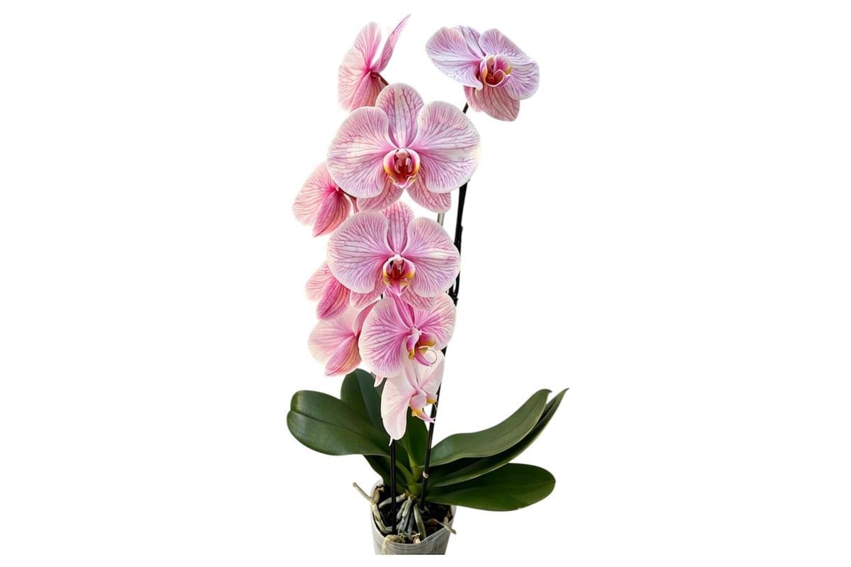 Pink Infused Cascading Orchid - 5 Inch Pot
