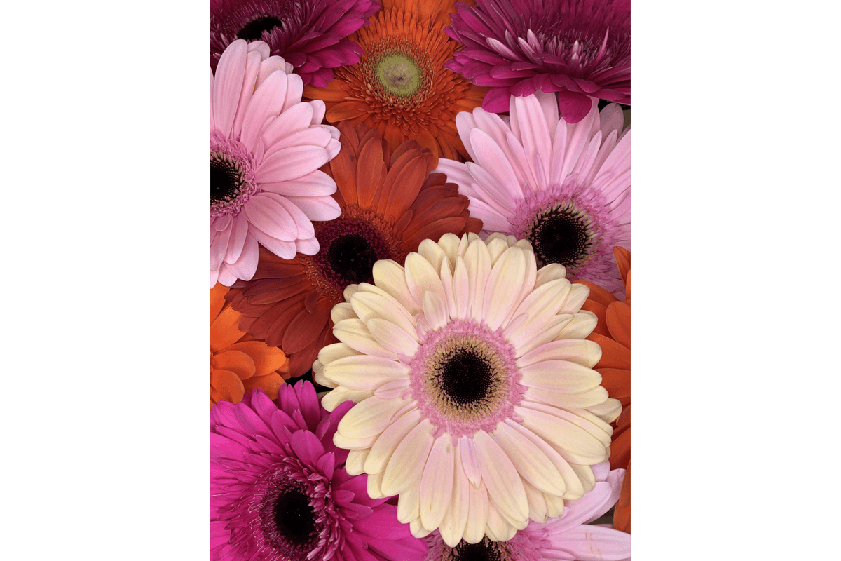 Gerbera