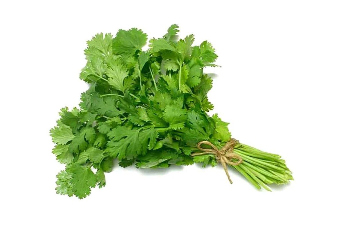 Coriander Bunch