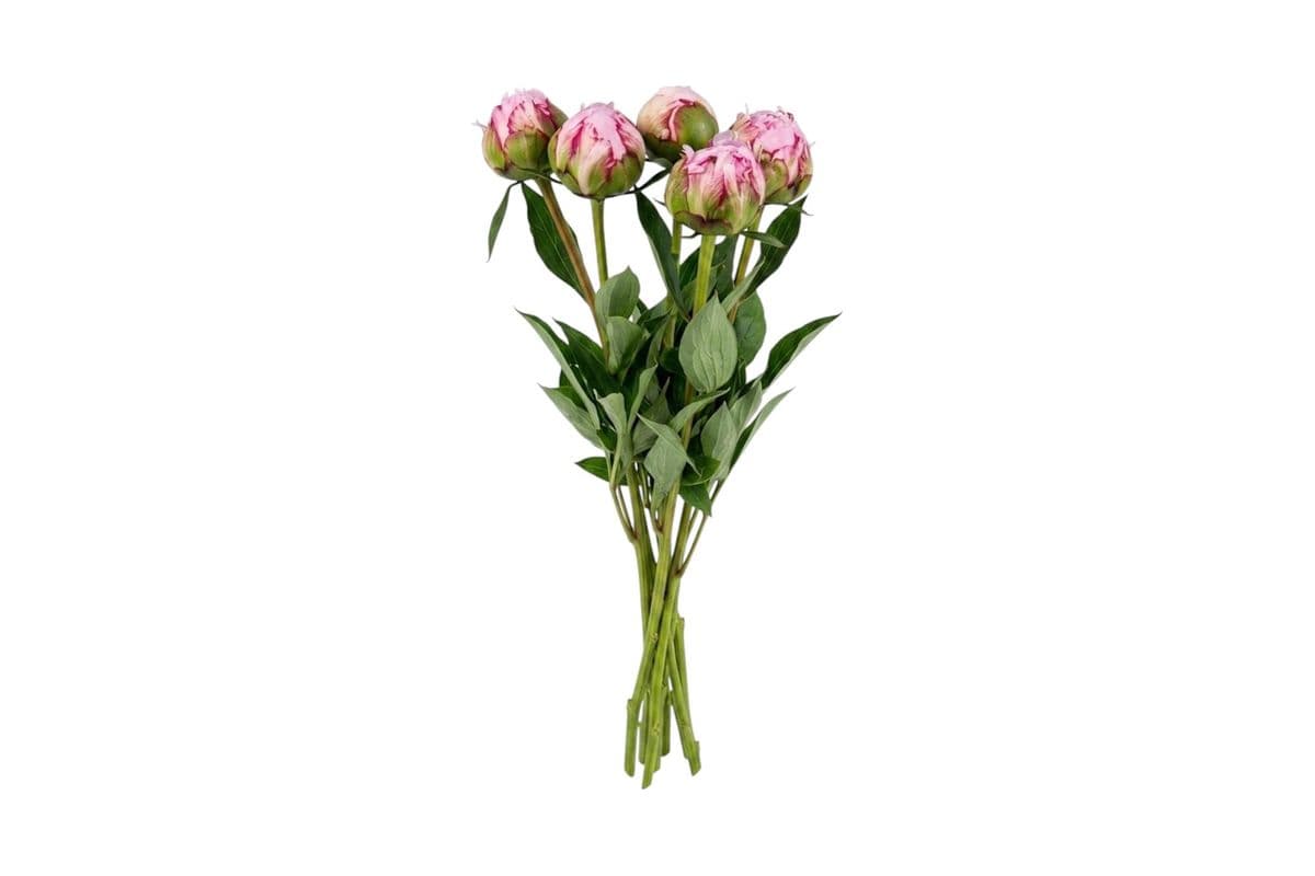 Light Pink Peony - 5 Stems