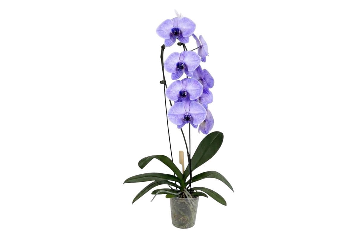 Purple Infused Cascading Orchid - 5 Inch Pot