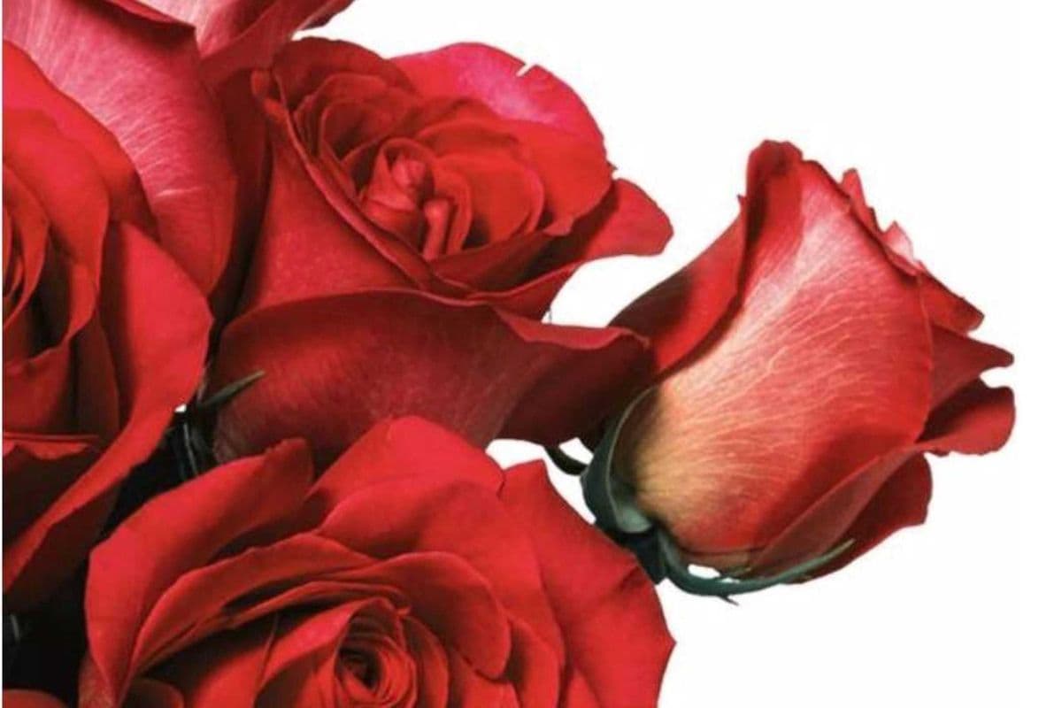 5 Red Roses