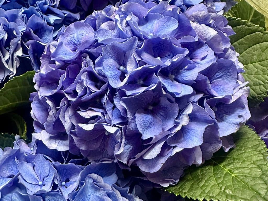 Flowers - Hydrangea Blue