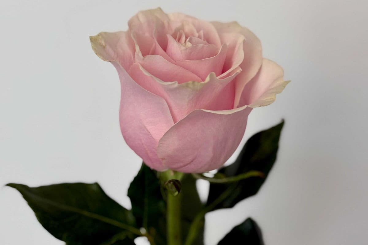 Single Pink Rose