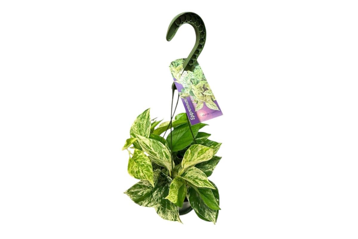 'Queen Marble' Pothos Hanging Basket - 6 Inch Pot