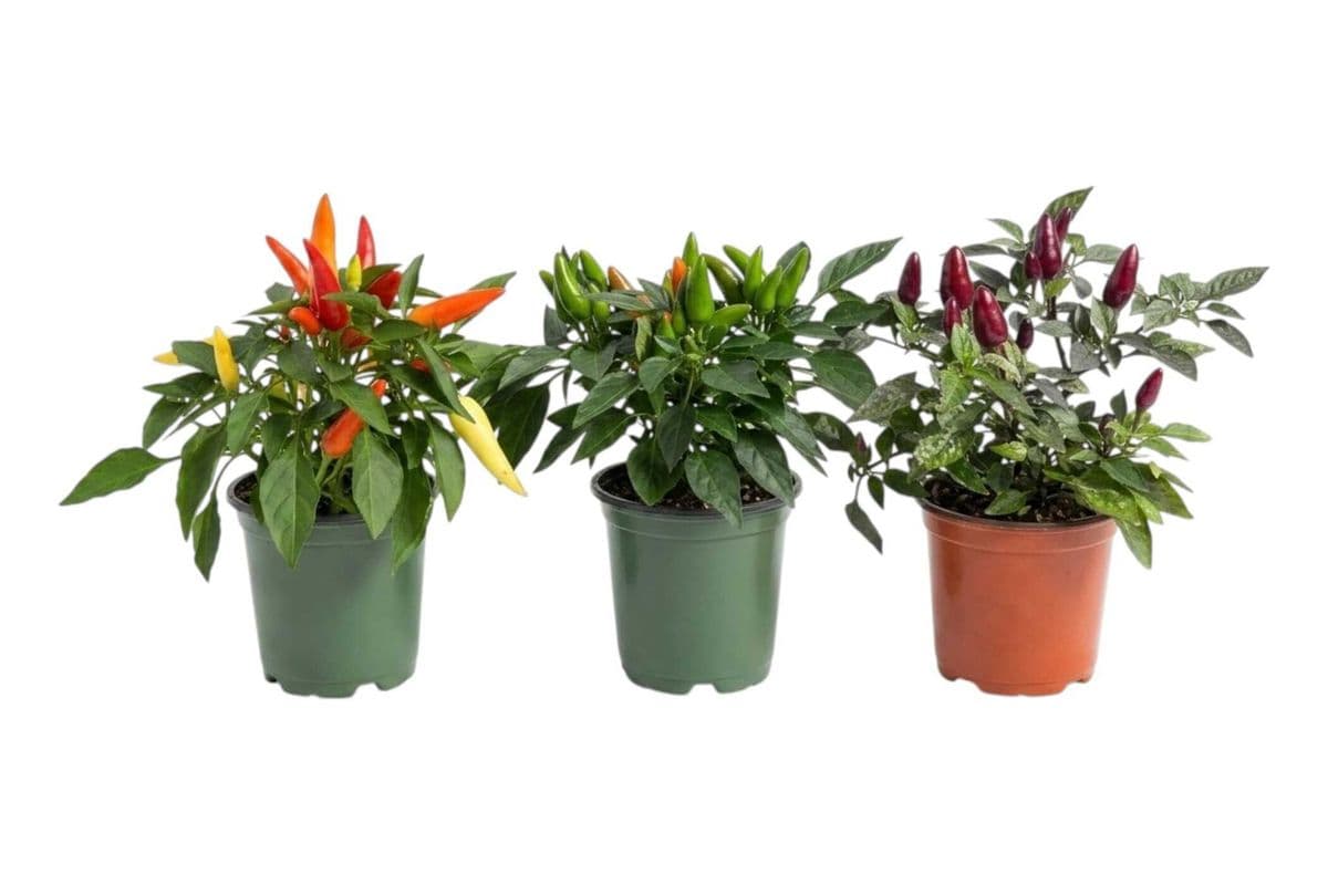 Assorted Ornamental Pepper Trio - 3.5 Inch Pot