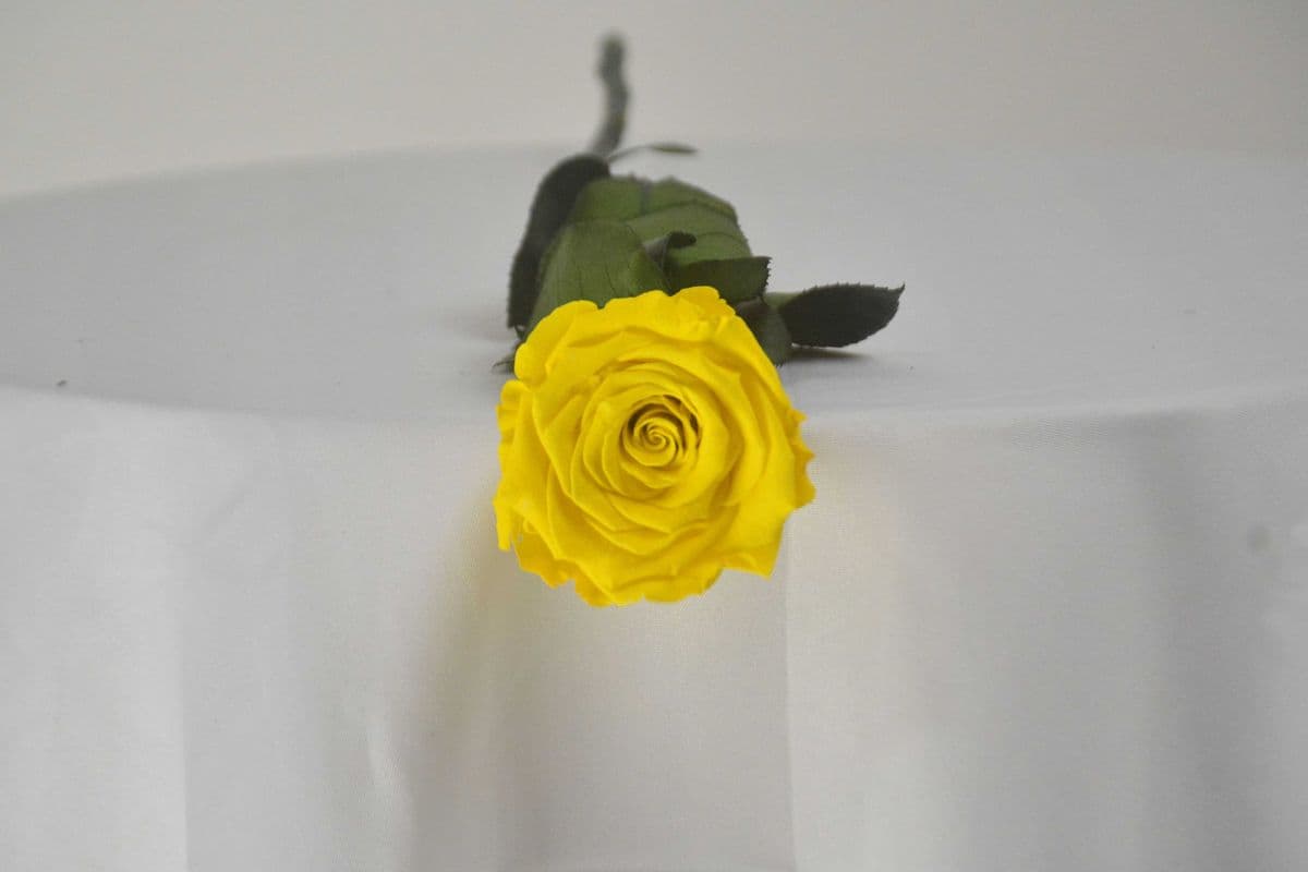 Single Yellow Preserved Rose
