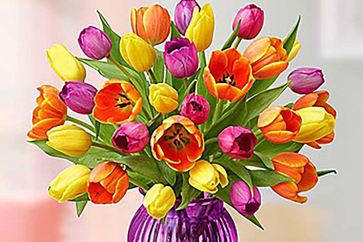 Radiant Tulips