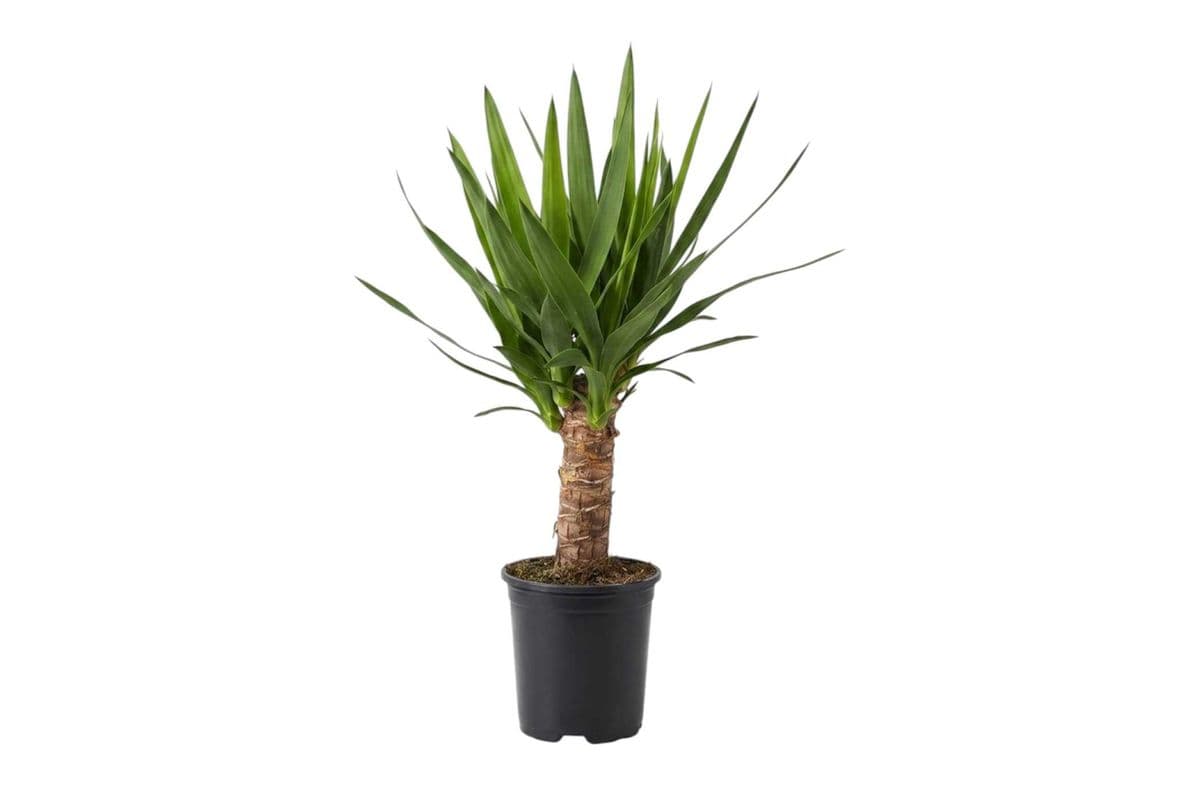 Yucca - 6 Inch Pot