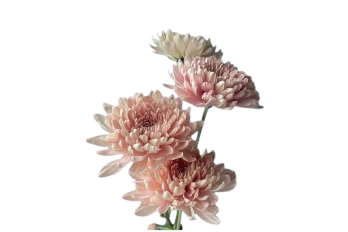 Peachy Pink Chrysanthemum Disbud - 5 Stems