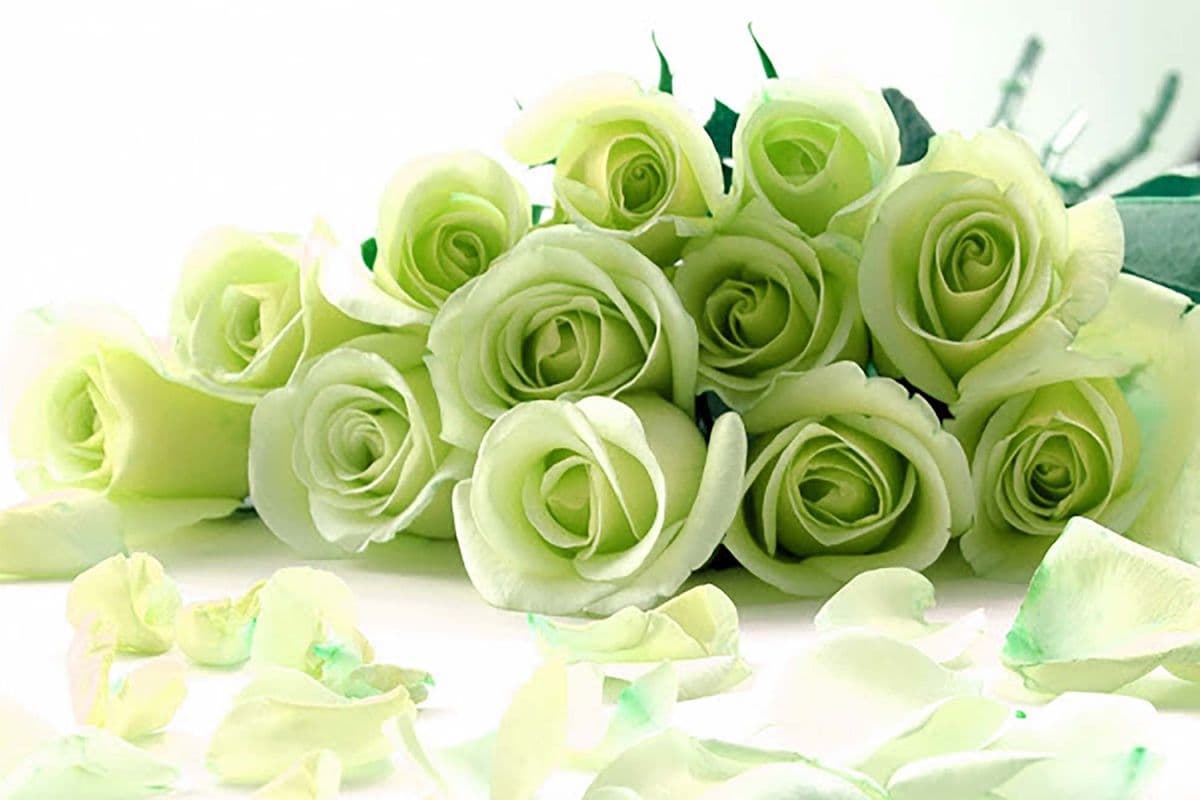 Dazzling Green Roses