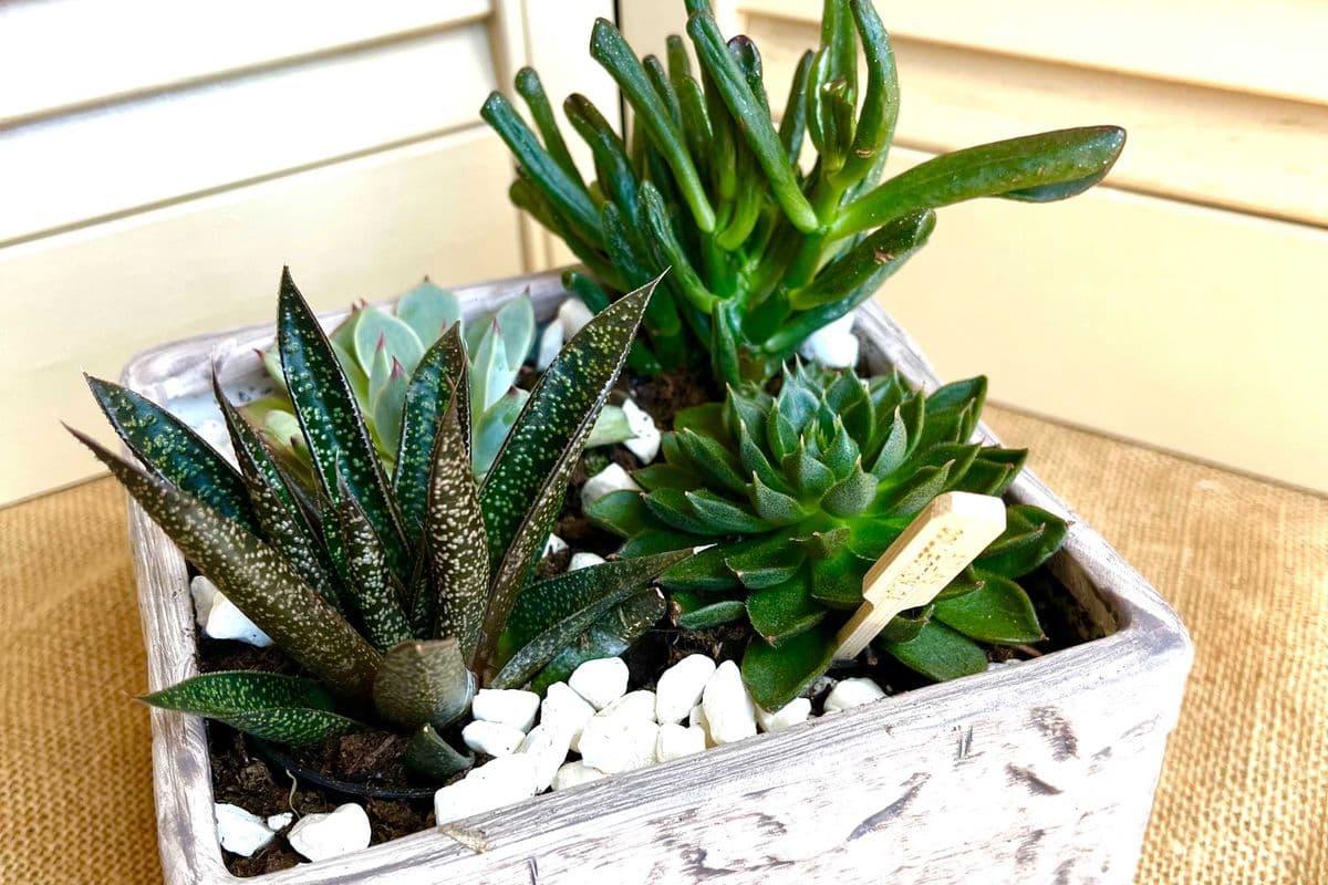 Small Succulent Garden
