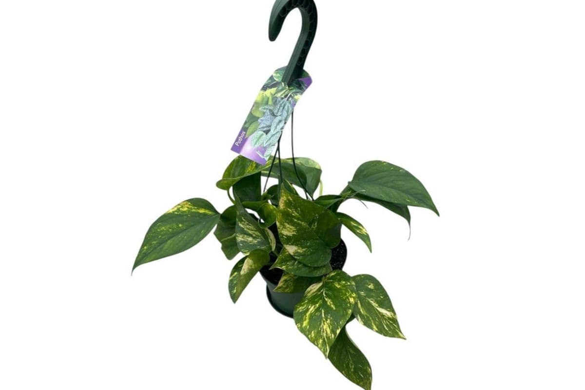 Golden Pothos Hanging Basket - 6 Inch Pot