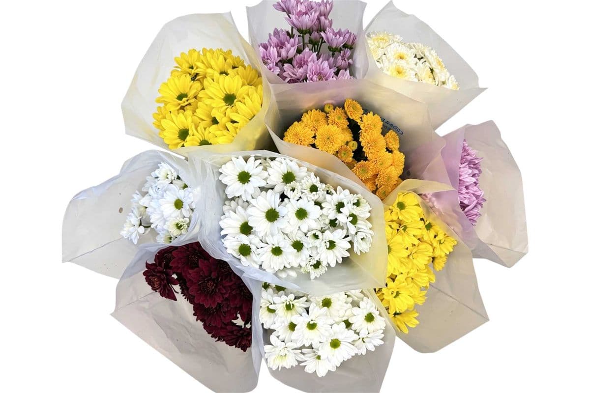 Chrysanthemum- Large - 5 Stems