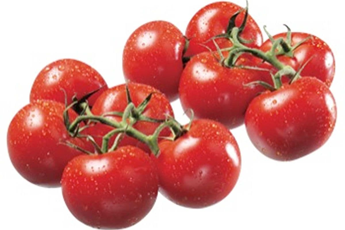Tomate vigne (kg) / Tomato vigne (kg)