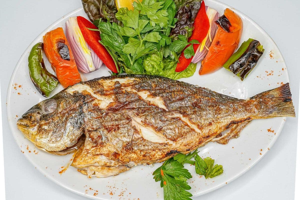 Mediterranean Sea Bream