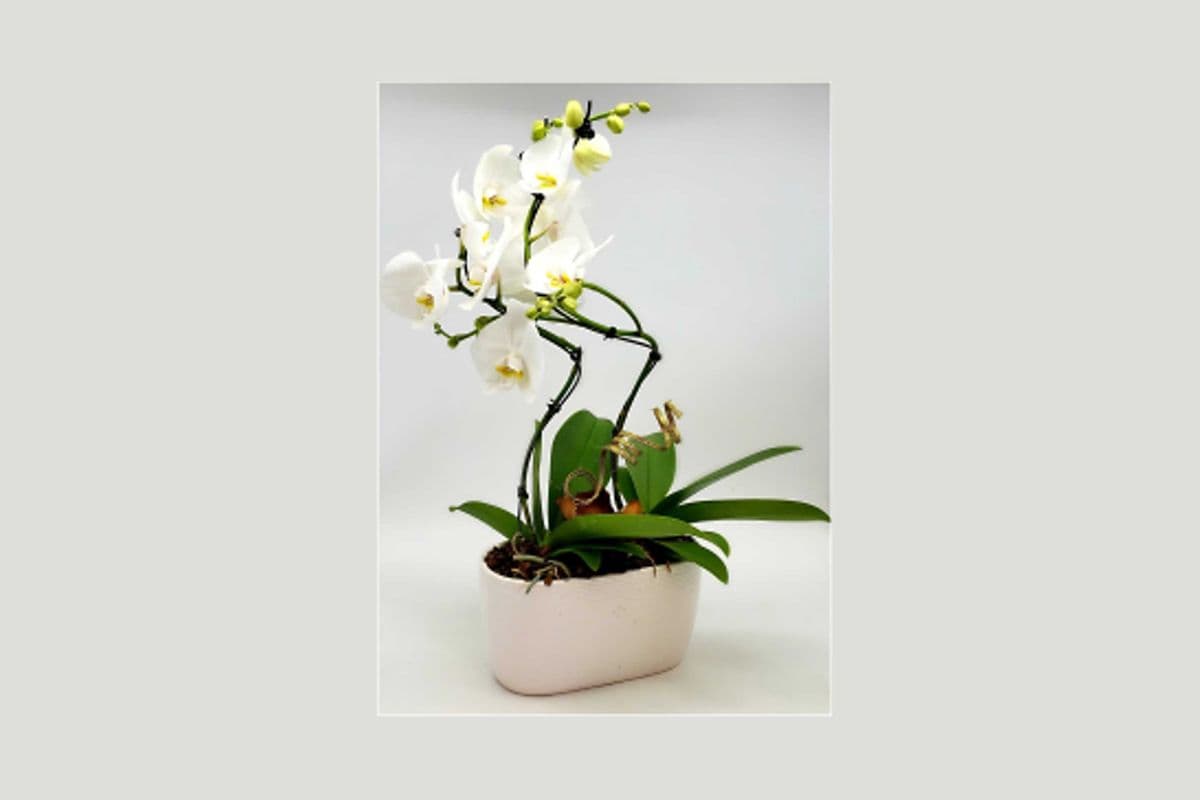 Dual Artistic Orchid