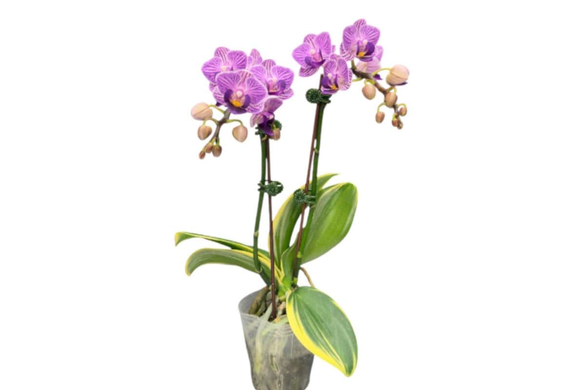 Pink Double Stem Mini Orchid - 3.5 Inch Pot