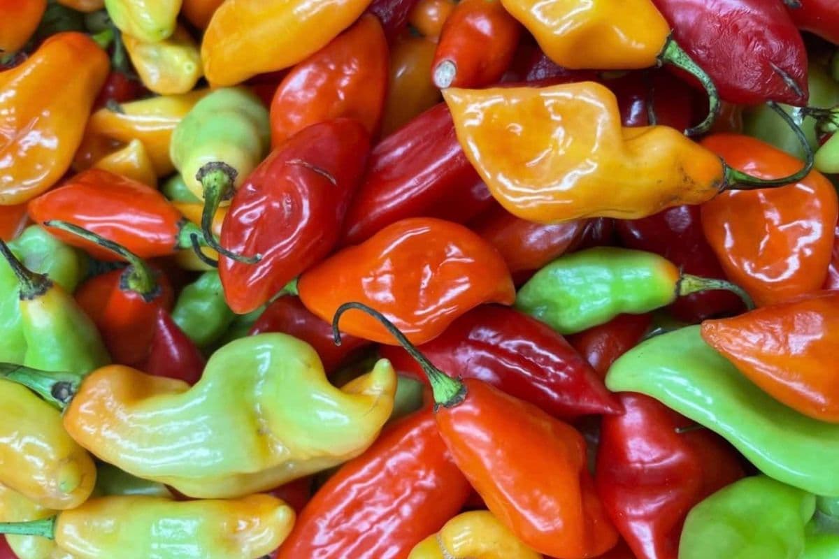 Frozen Pimento Peppers – Full Box (6 lb)