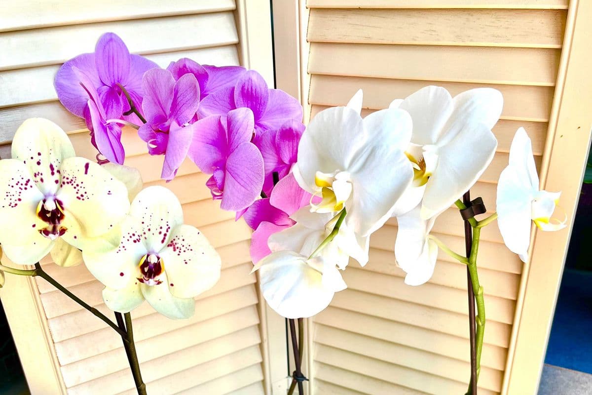 Large Colorful Phalanopsis Orchids in decorative ceramic pots