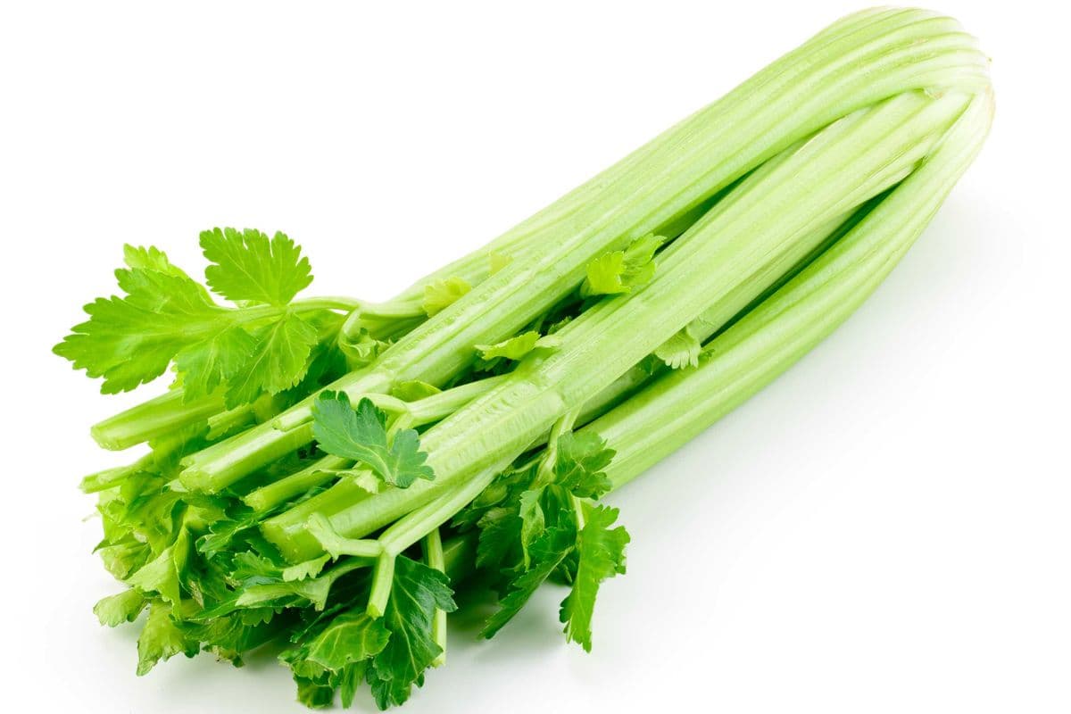 Céleri (1) / Celery (1)