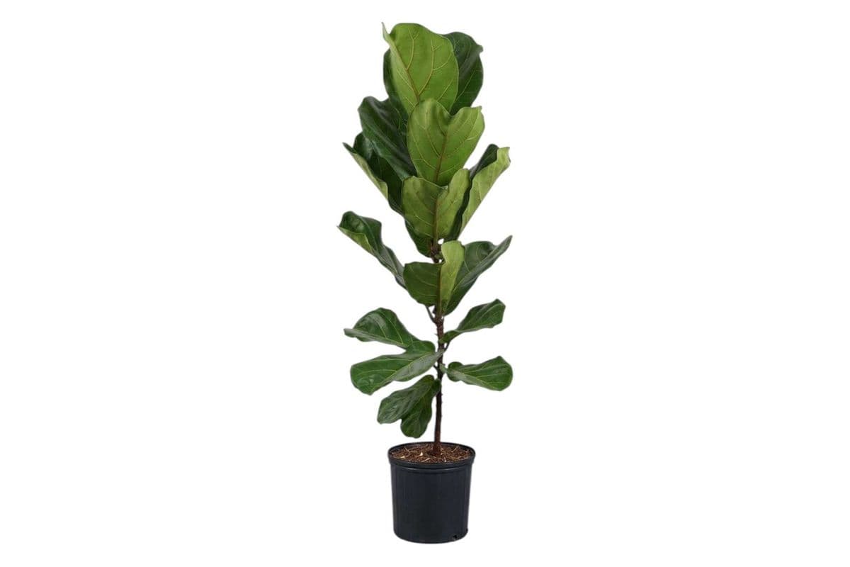 Ficus Lyrata - 10 Inch Pot